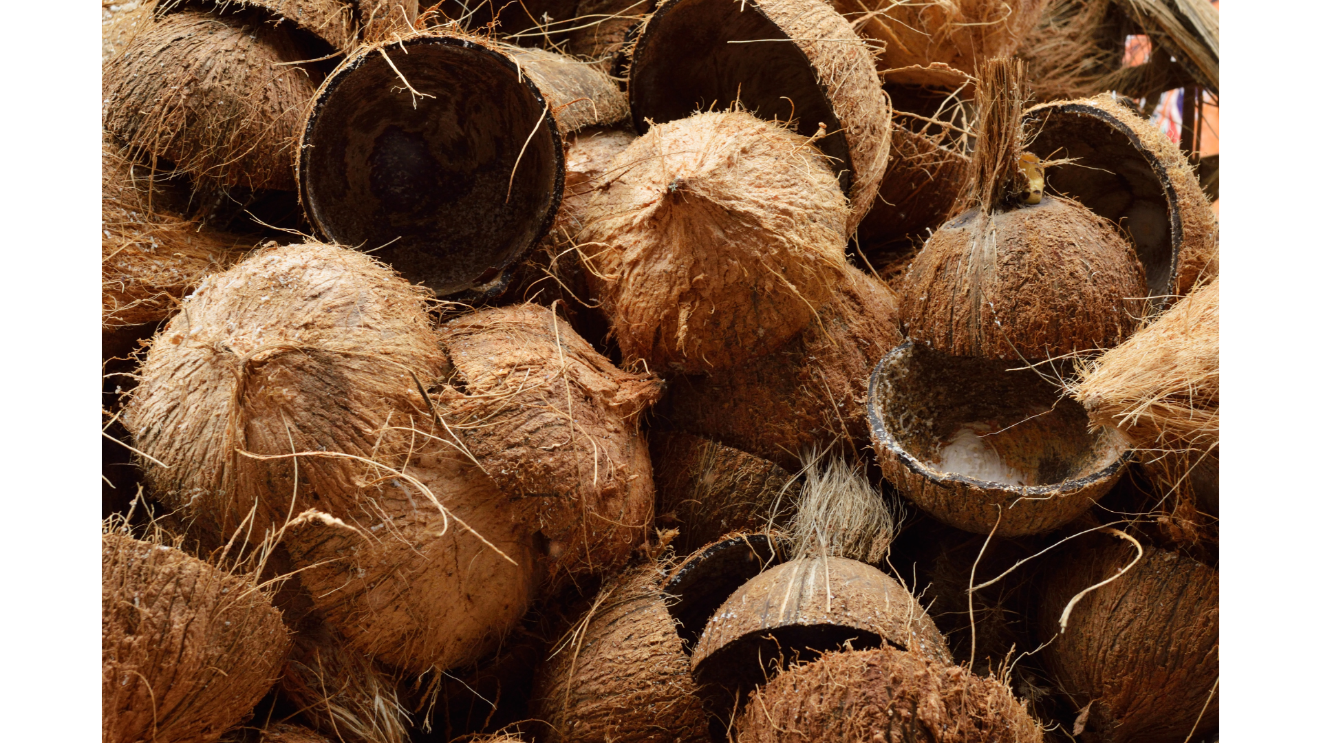 Batok Kelapa